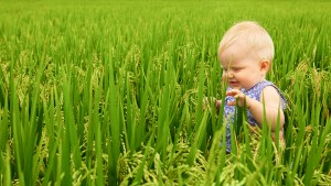 Little child exploring the green rice field